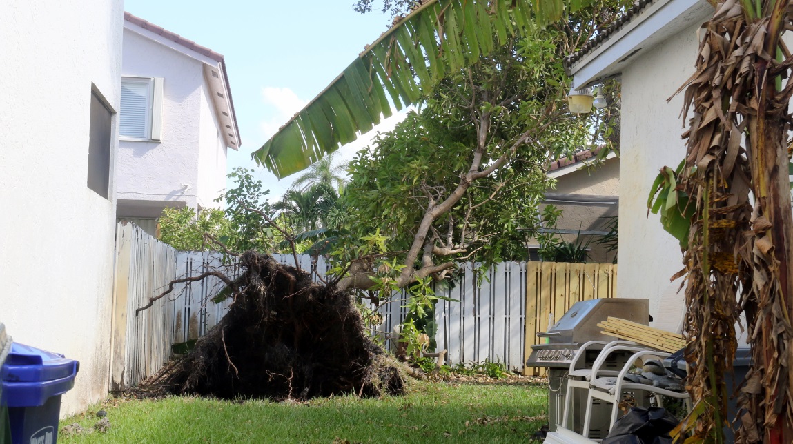 Tree down