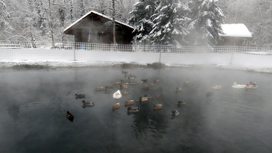 Ducks and geese