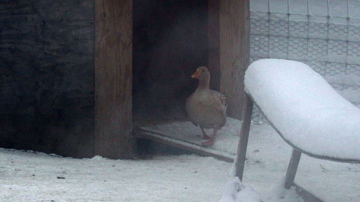 Ducks and geese