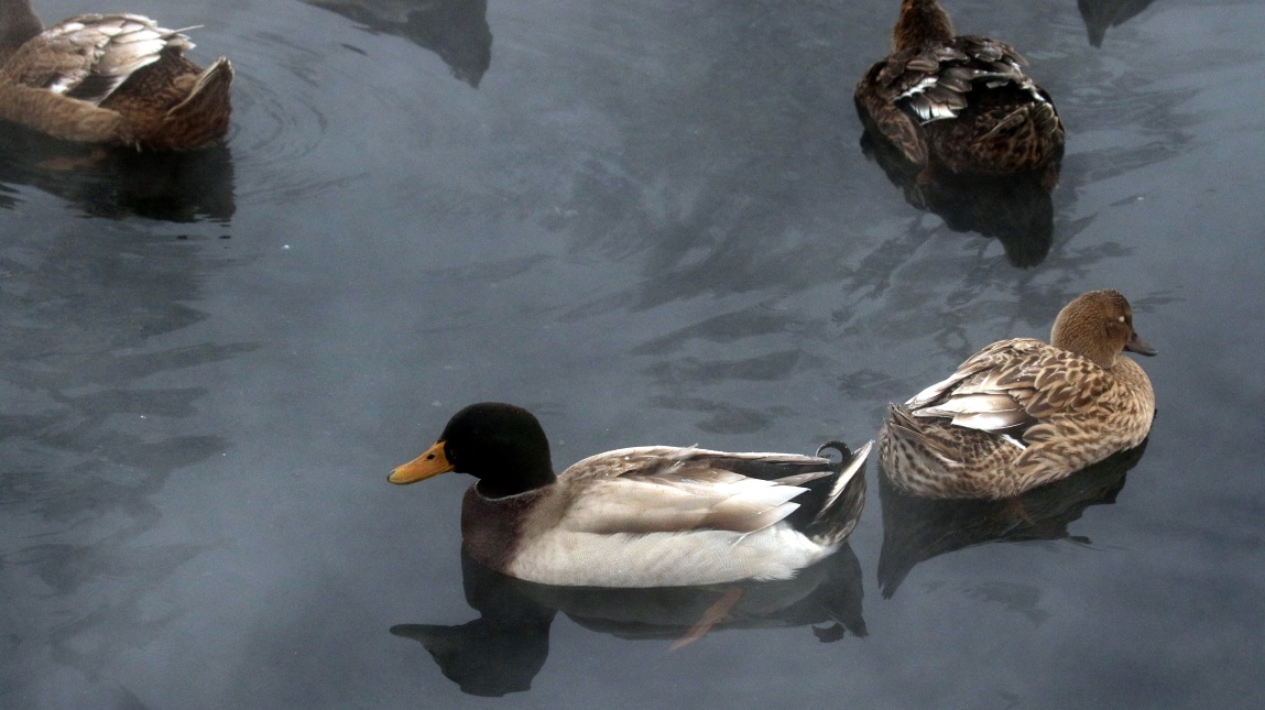 Ducks and geese