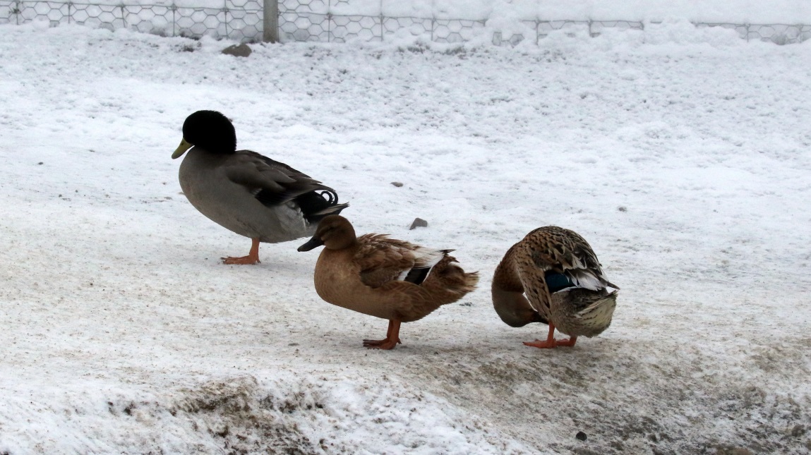 Ducks and geese