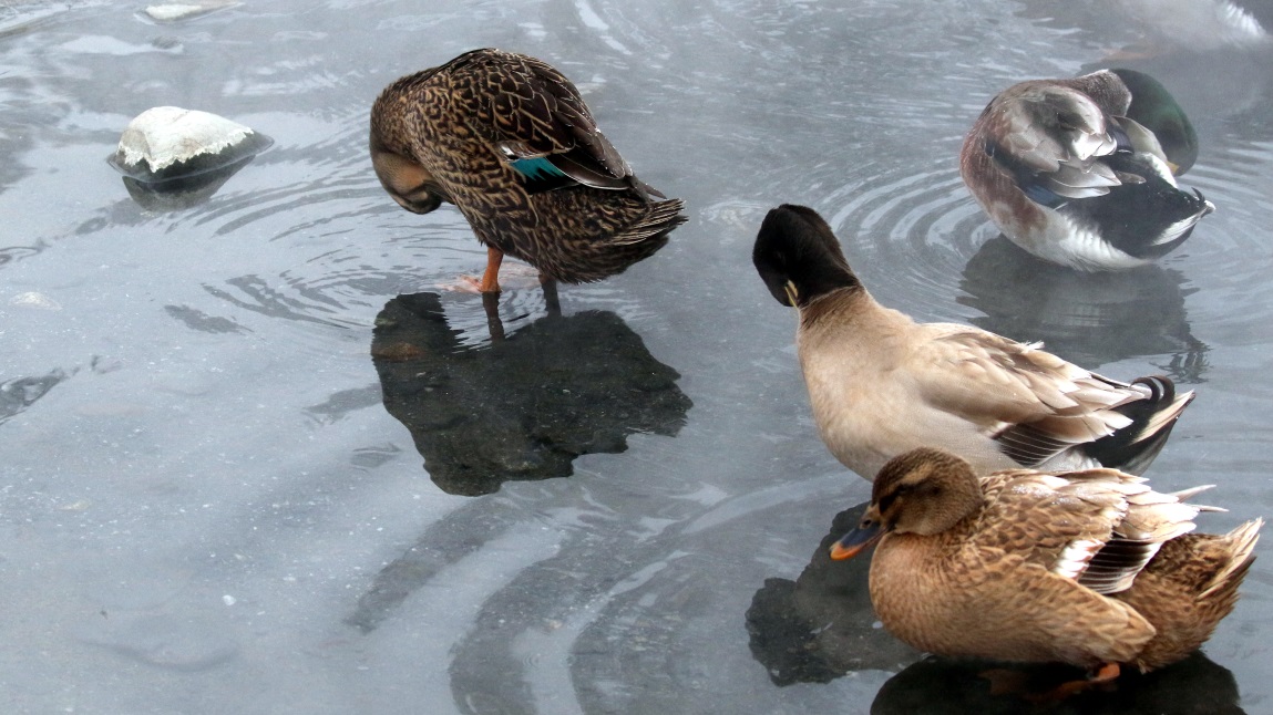 Ducks and geese