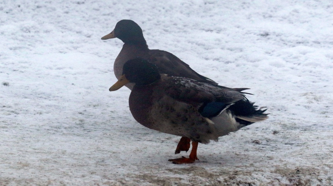Ducks and geese