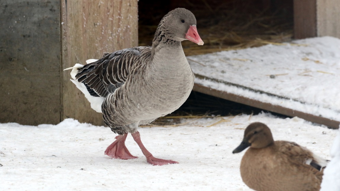 Ducks and geese
