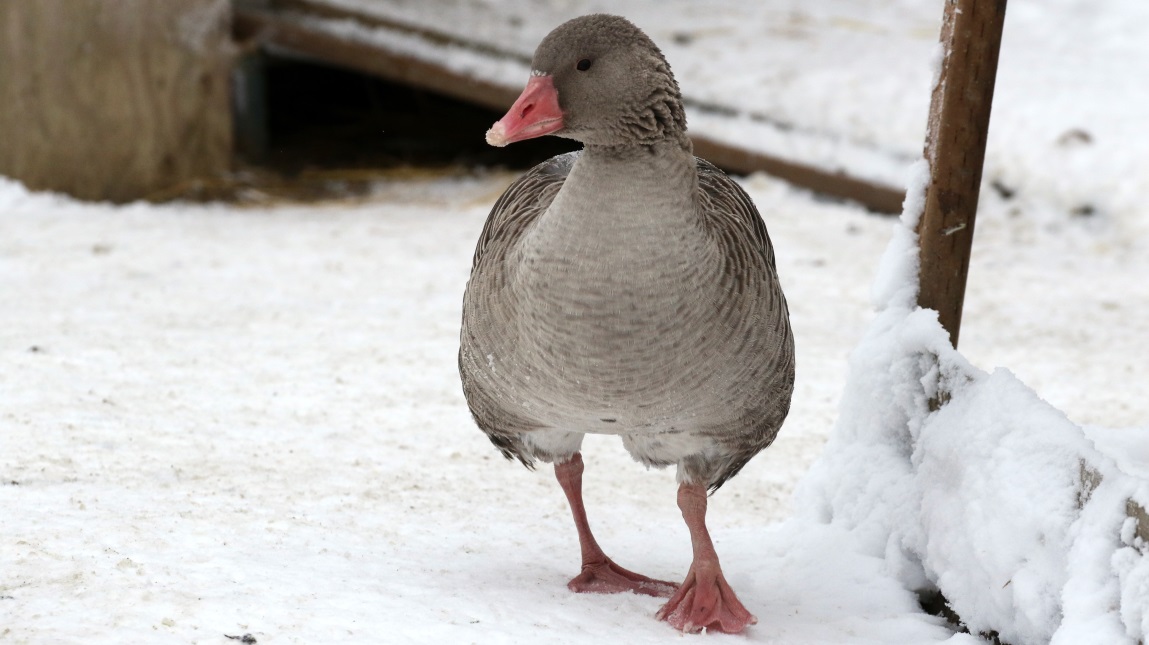 Ducks and geese