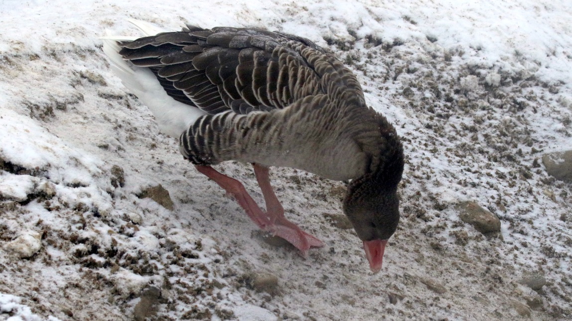 Ducks and geese