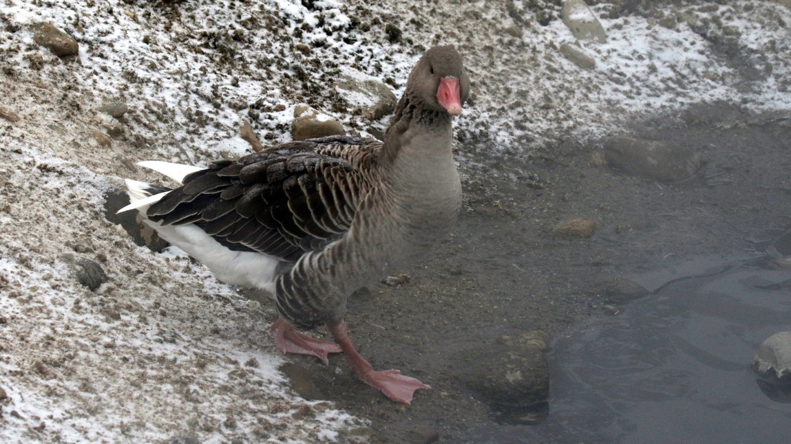 Ducks and geese