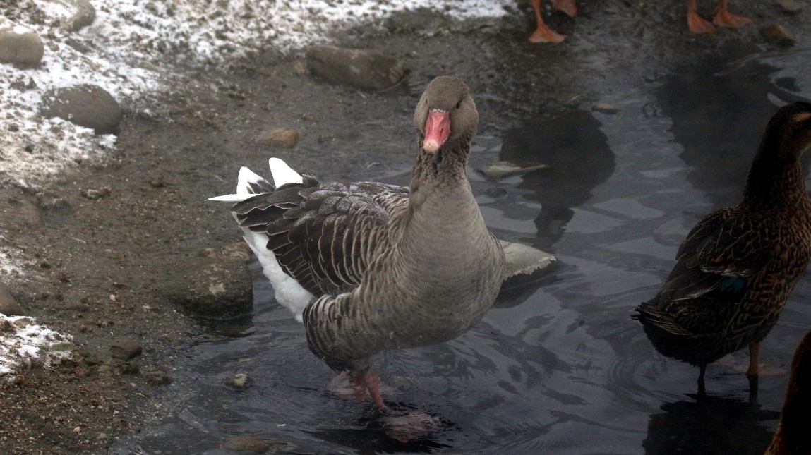 Ducks and geese