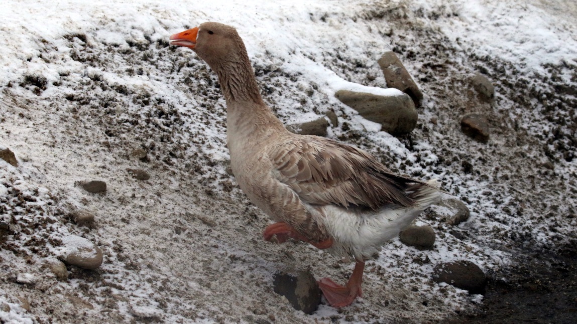 Ducks and geese