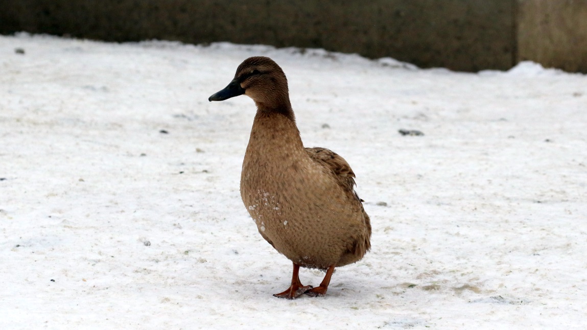 Ducks and geese