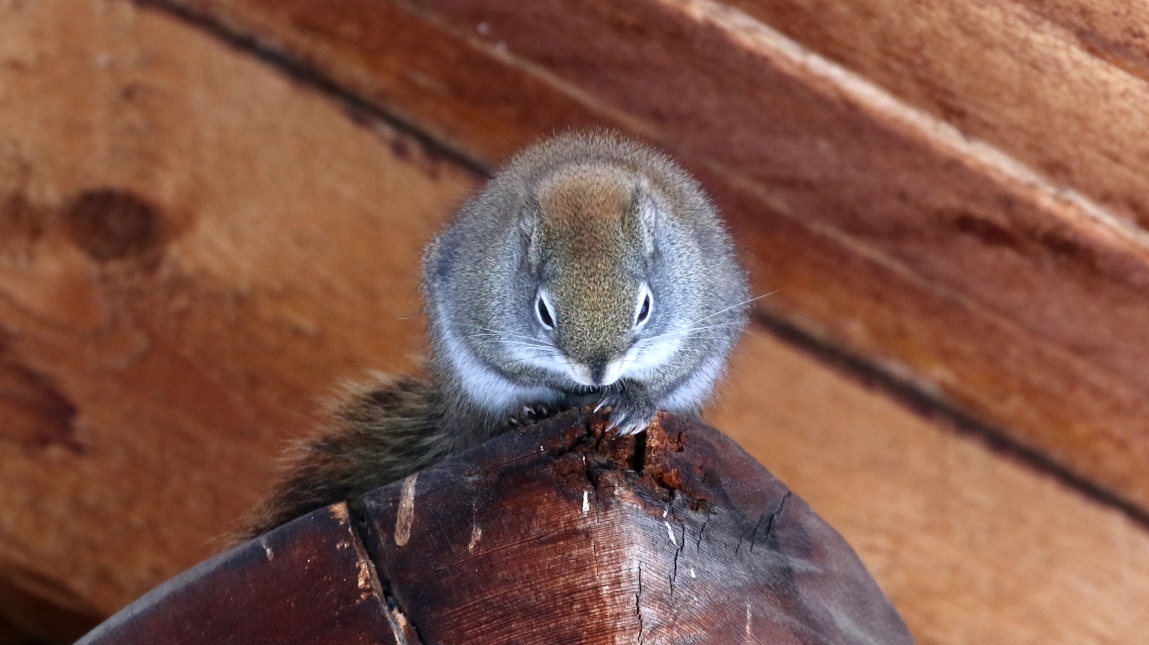 Squirrels visit the birdfeeder