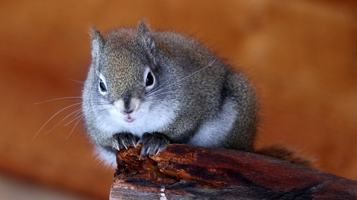 Squirrels visit the birdfeeder