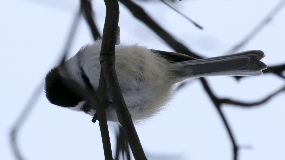 Visit the chickadees