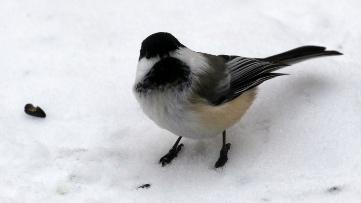 Visit the chickadees