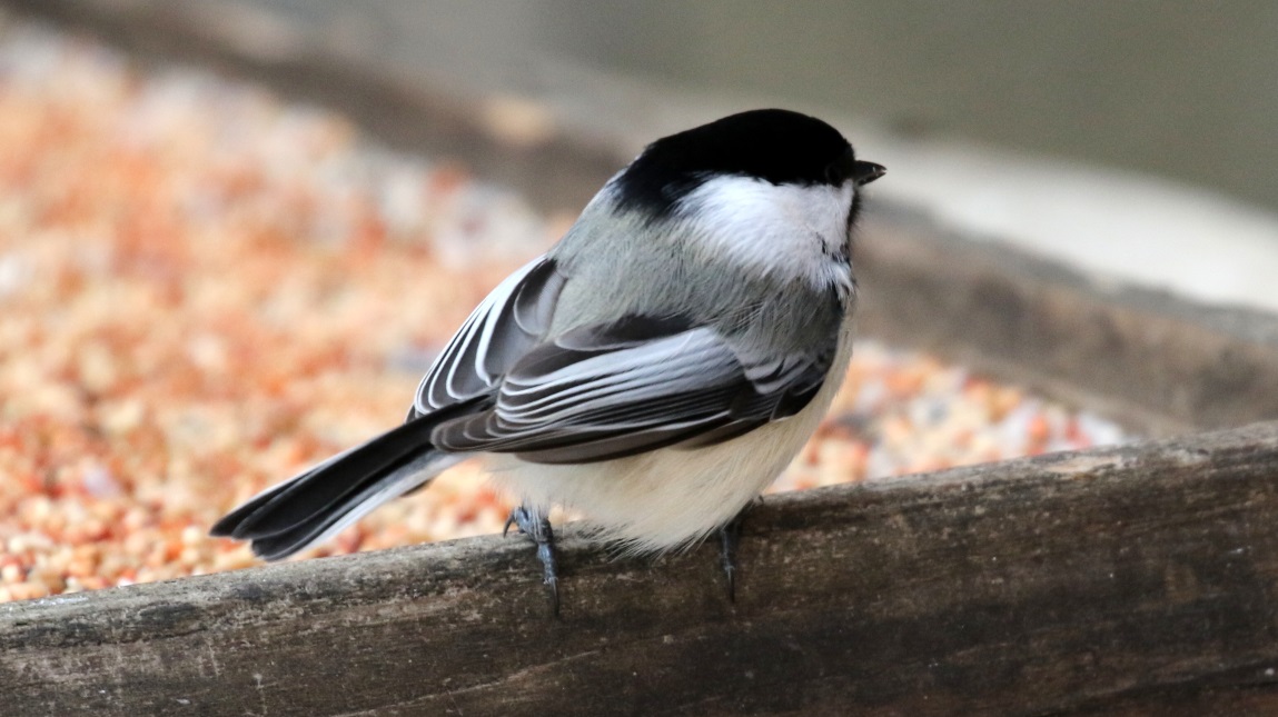 Visit the chickadees