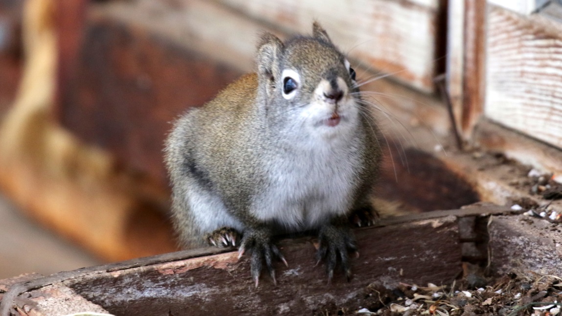 Squirrels visit the birdfeeder