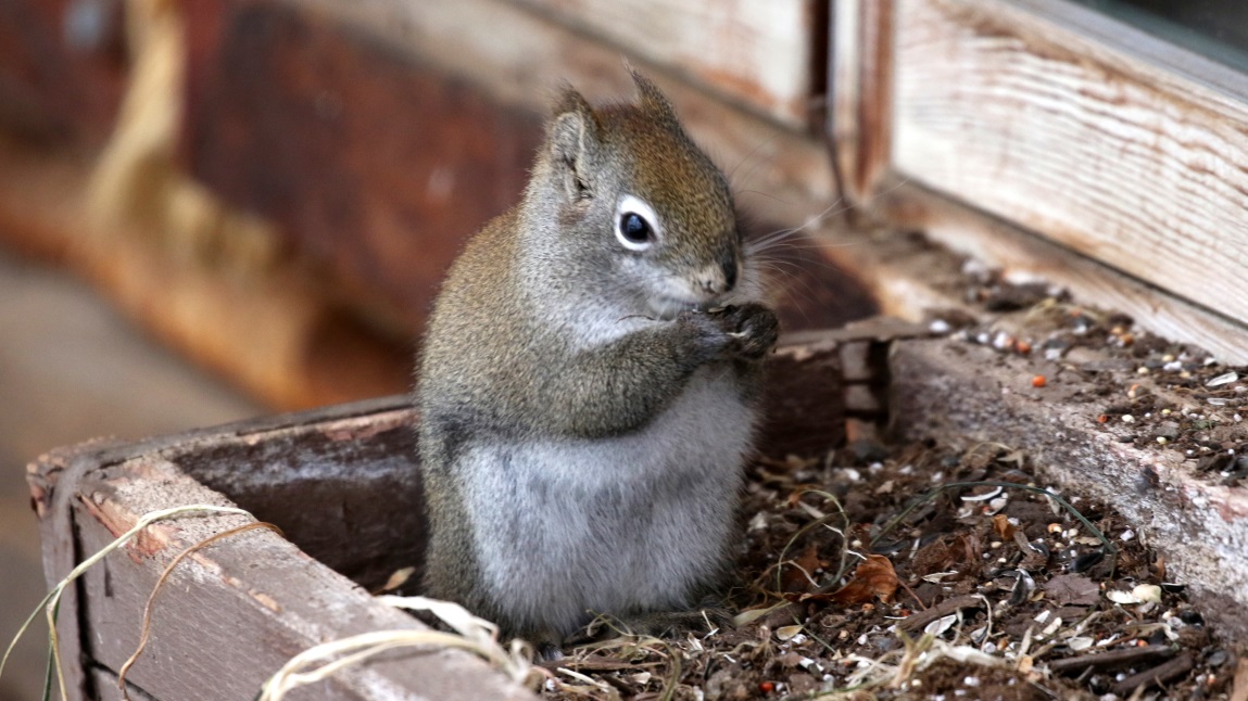 Squirrels visit the birdfeeder