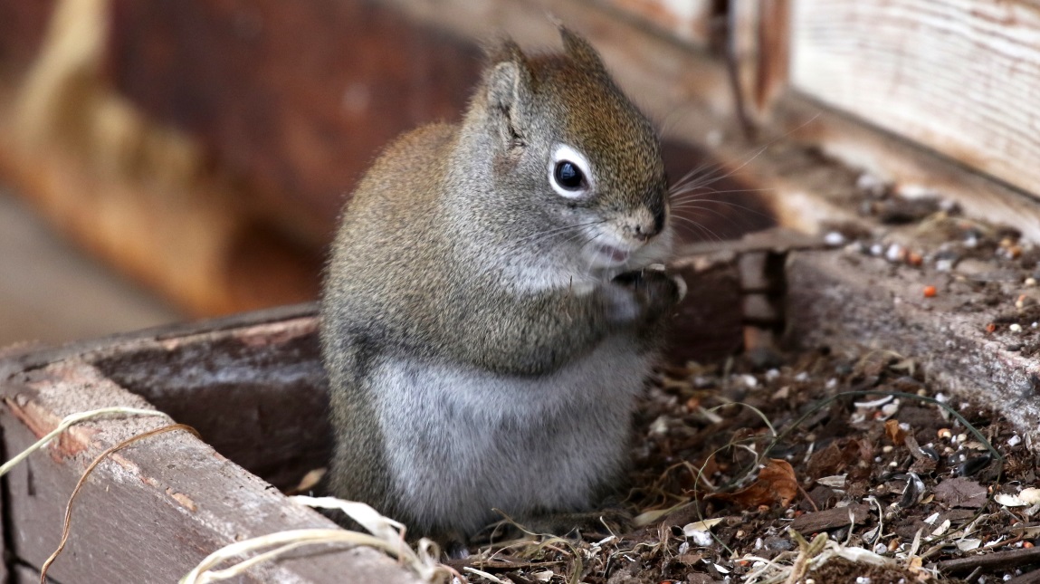 Squirrels visit the birdfeeder