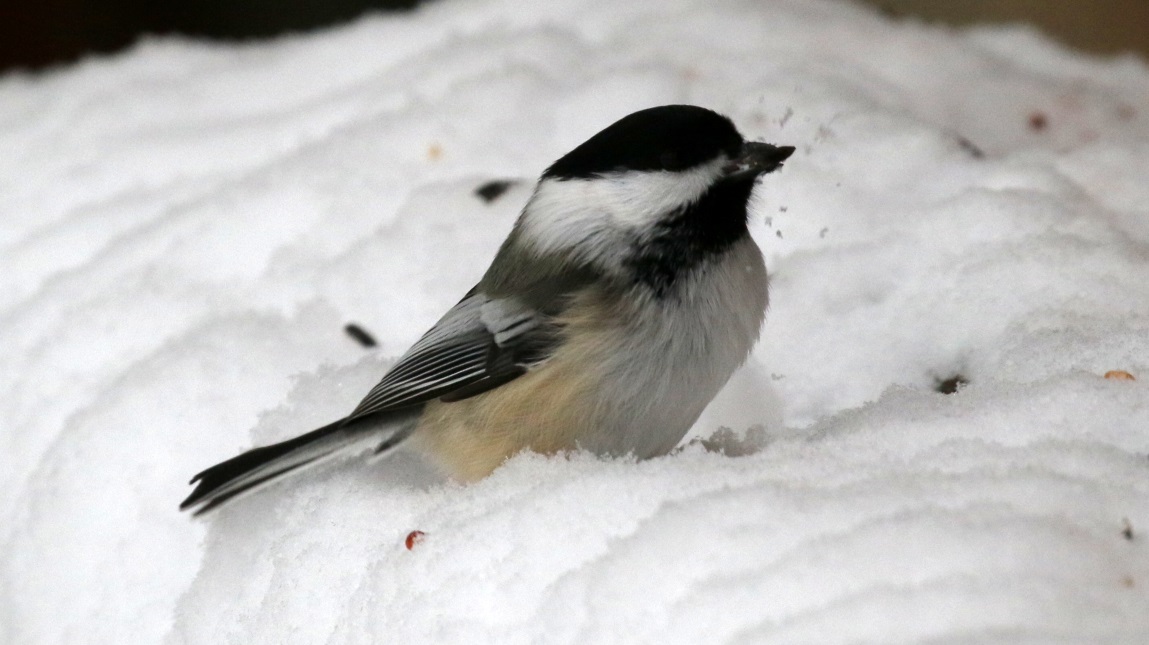 Visit the chickadees