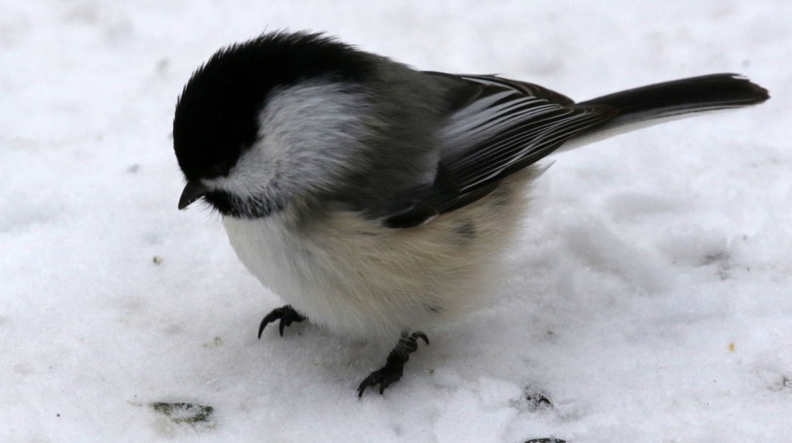 Visit the chickadees