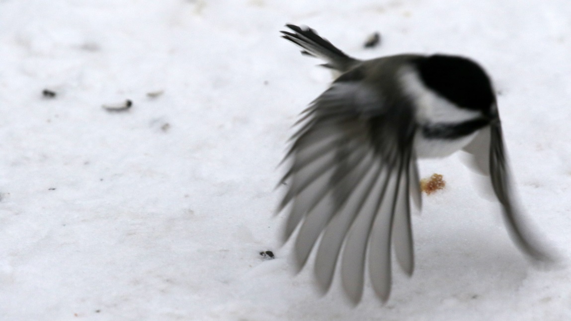 Another chickadee in flight