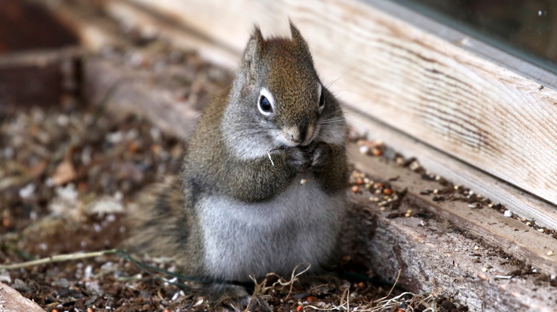 Squirrels visit the birdfeeder