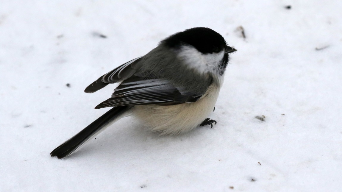 Visit the chickadees