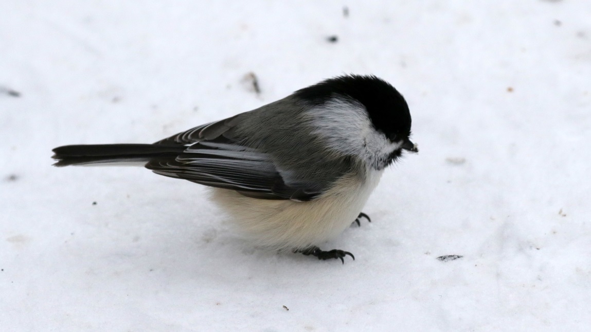Visit the chickadees