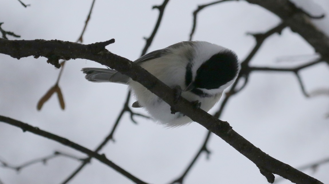 Visit the chickadees