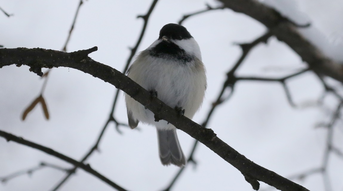 Visit the chickadees