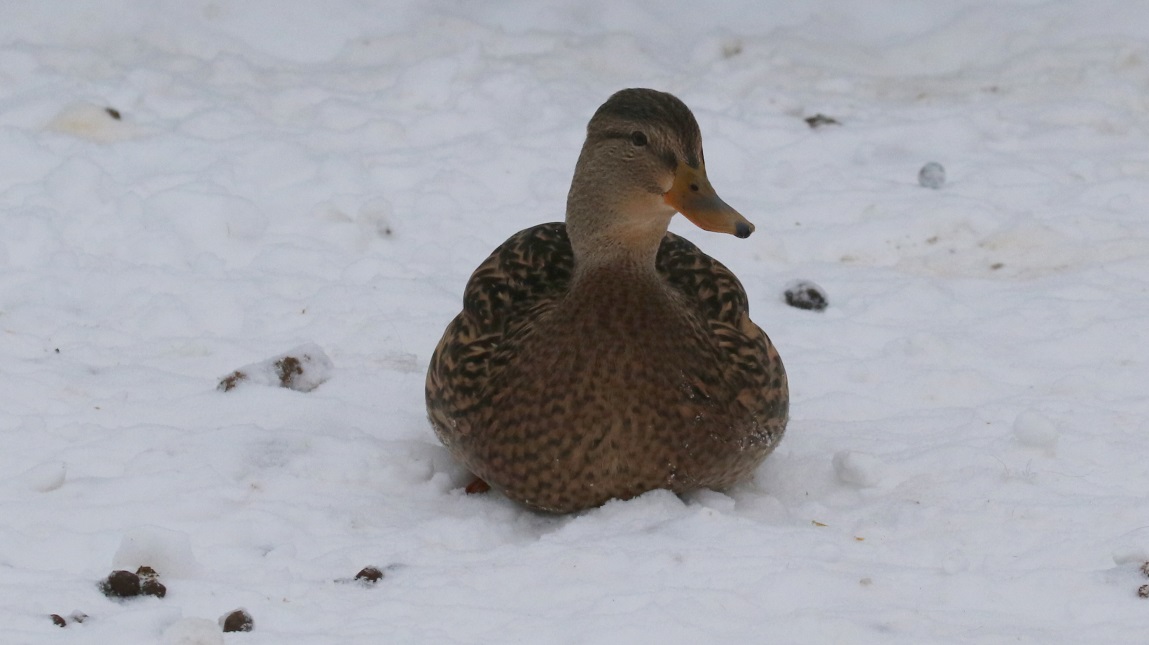 Dozen ducks