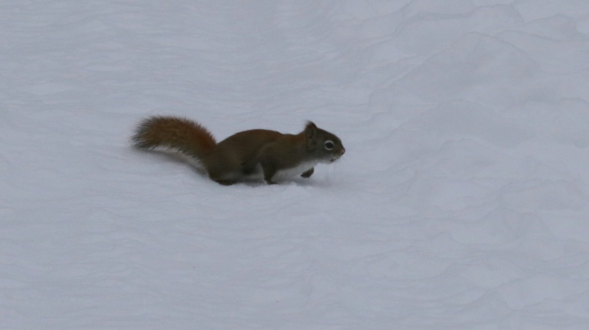 Squirrels visit the birdfeeder