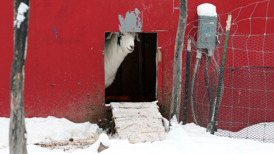 Goats share the same enclosure