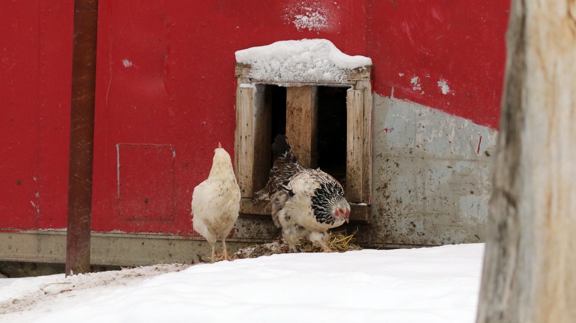 Chickens are raised here