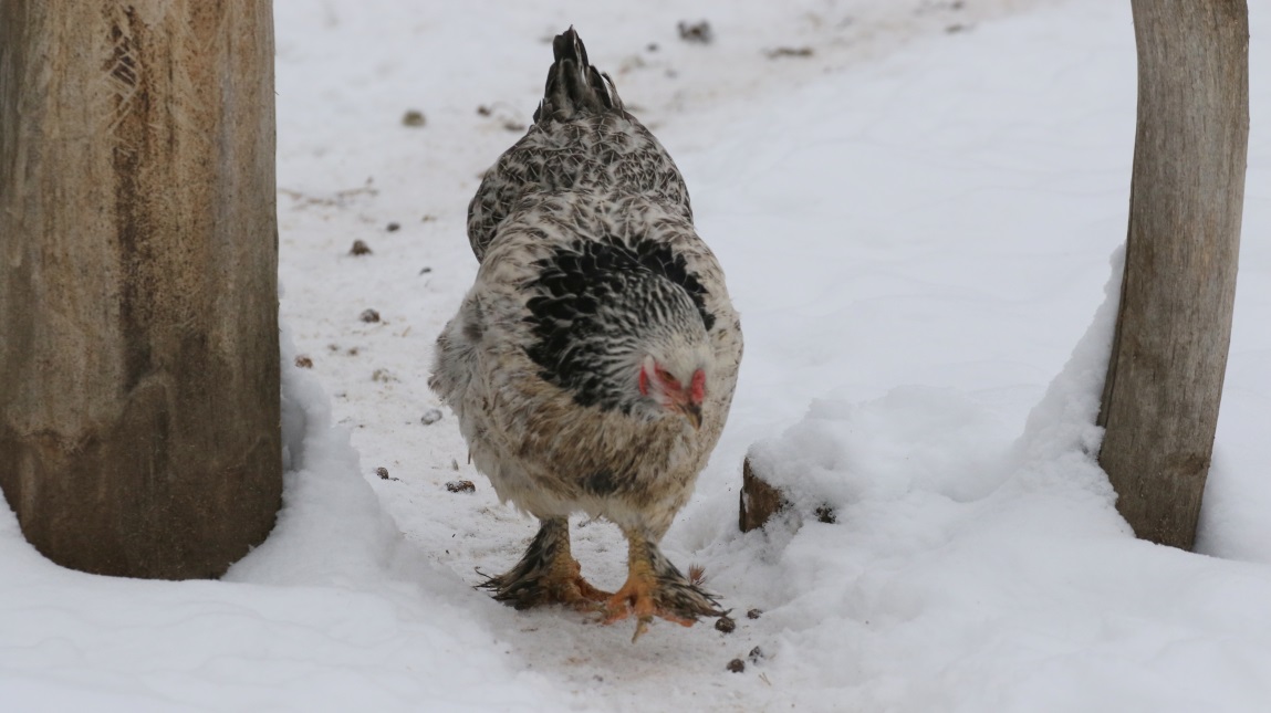 Fluffy feathers on their feet