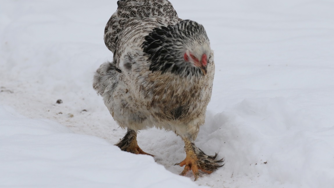 Chickens are raised here