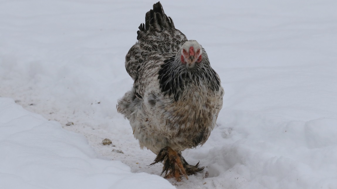 Chickens are raised here