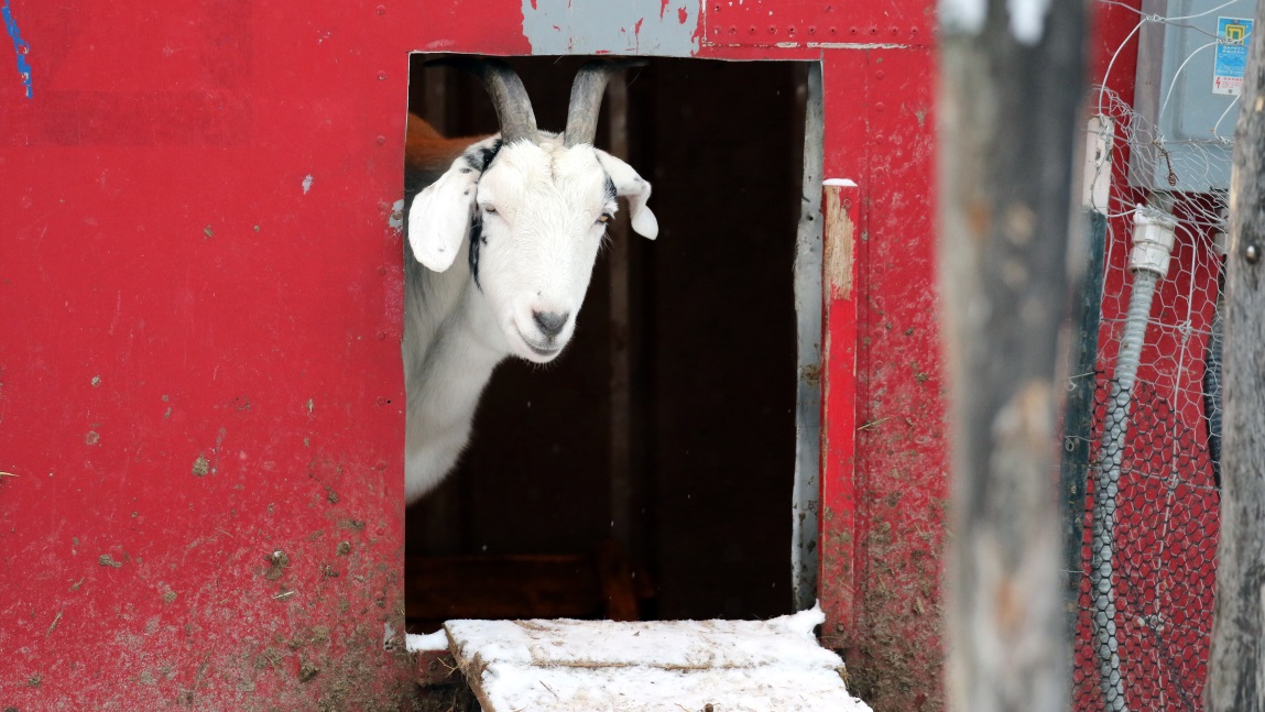 Shy goat