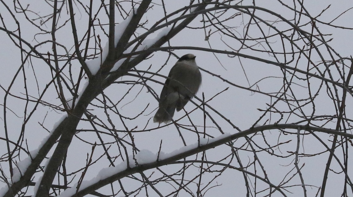 Gray Jay hanging around