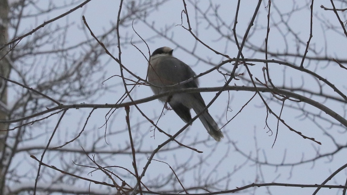 Gray Jay