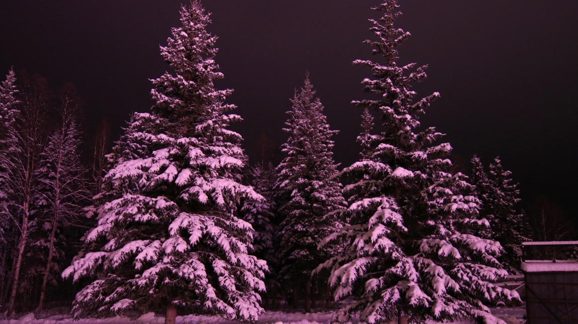 Trees near the entrance