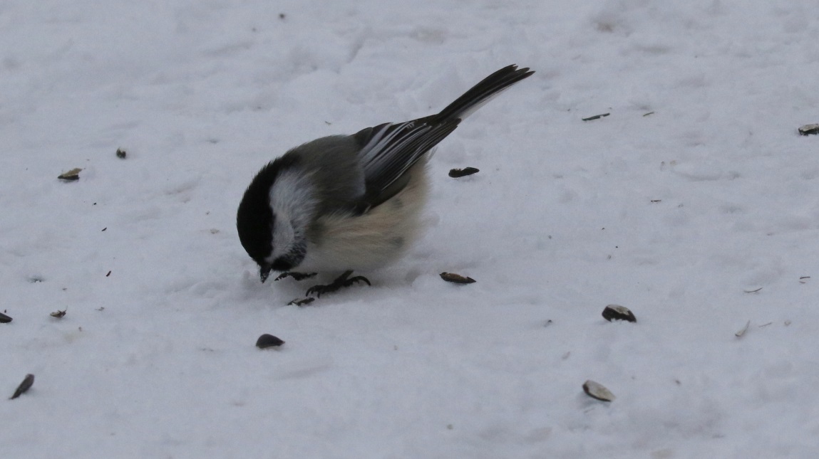 Another visit to the bird feeders