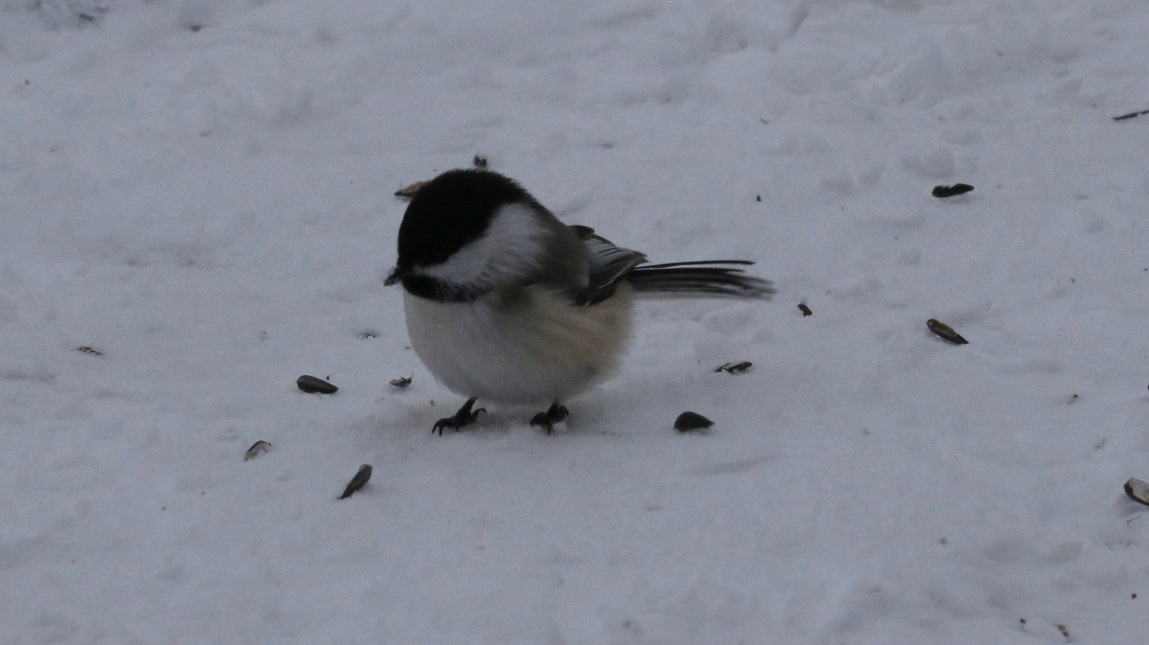 Another visit to the bird feeders