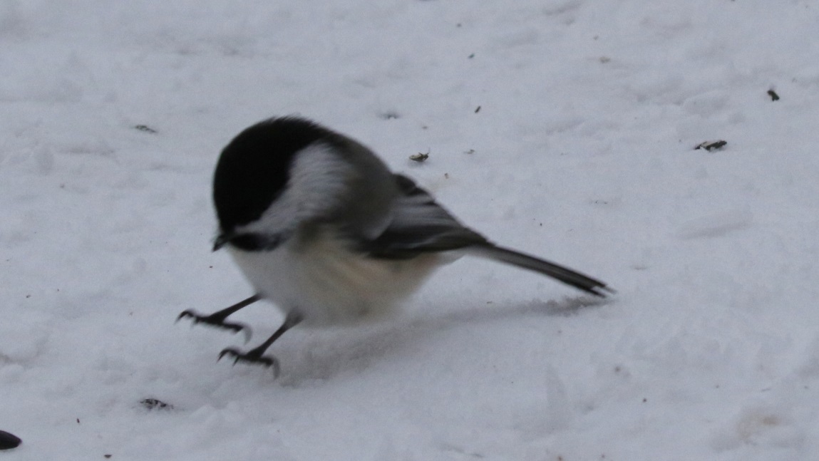 Hopping along