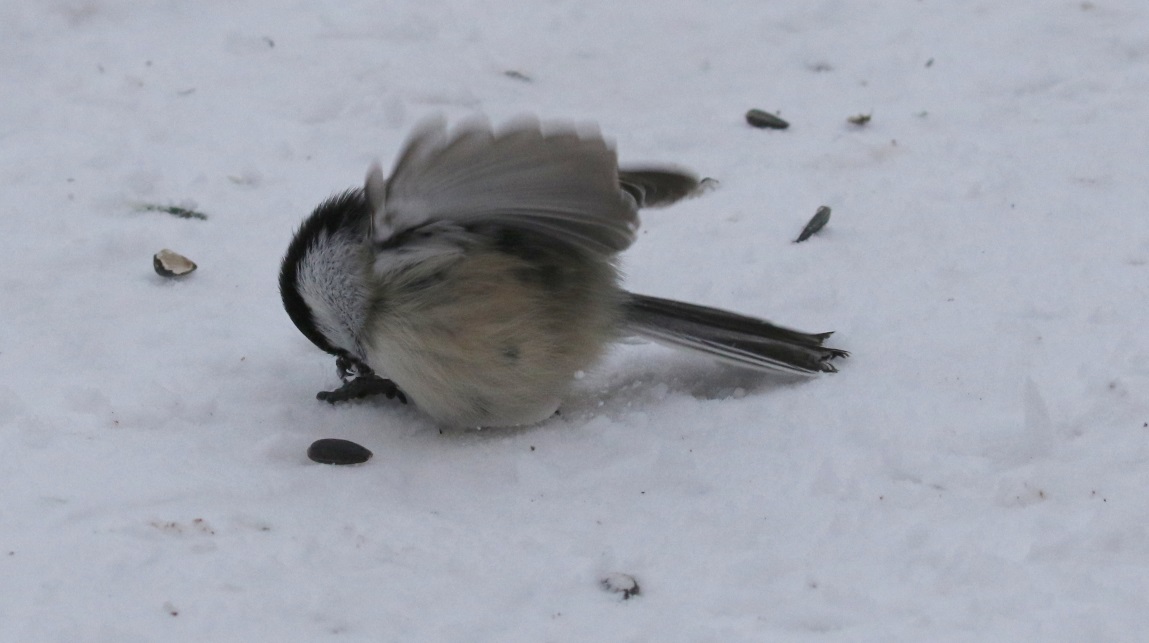 Hard time opening the sunflower seed