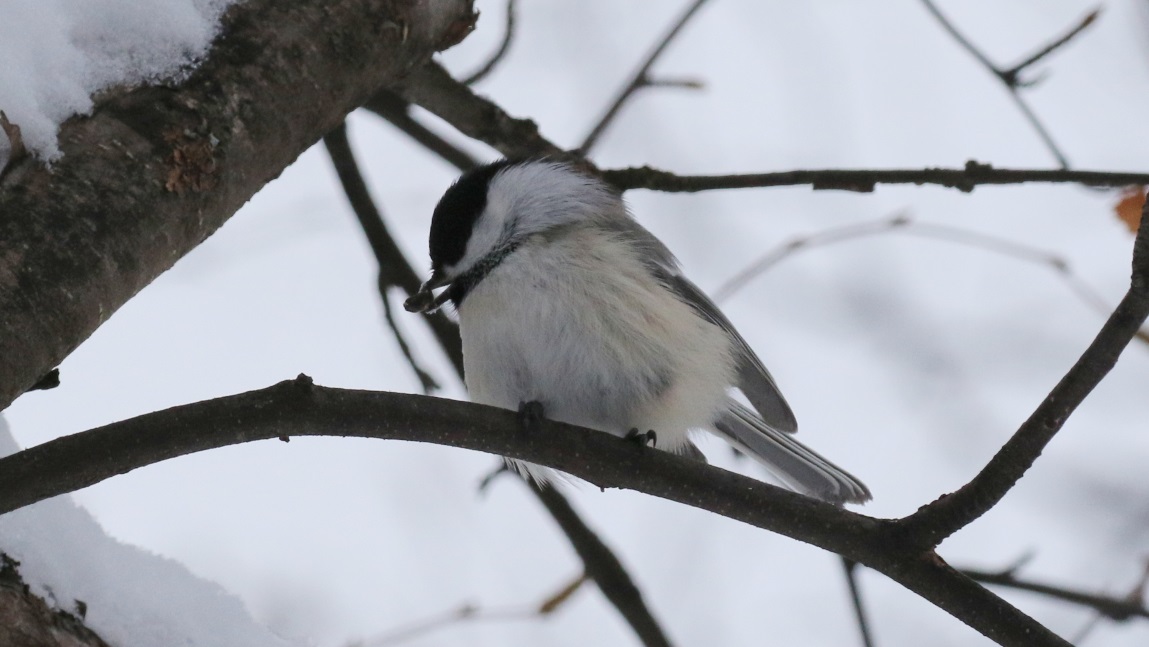 Carrying a sunflower seed
