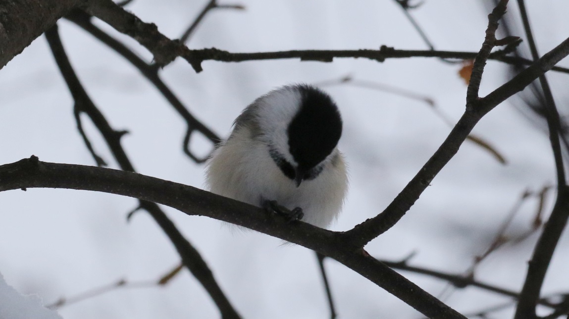 Now opening the seed