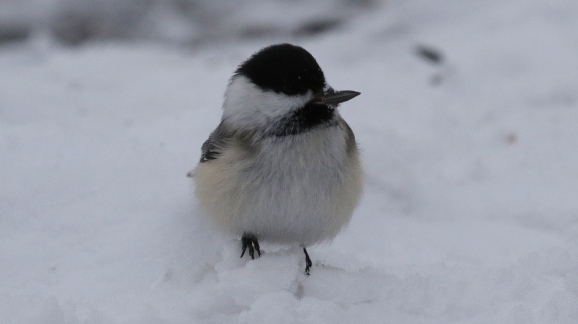 Another visit to the bird feeders