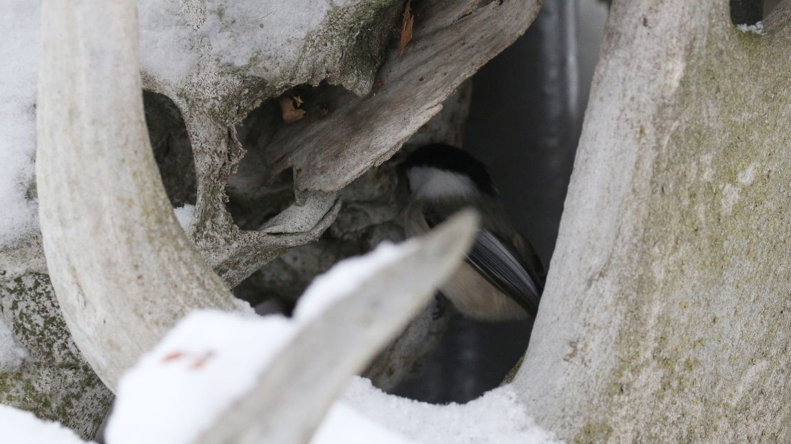 Hiding inside the stack of moose antlers
