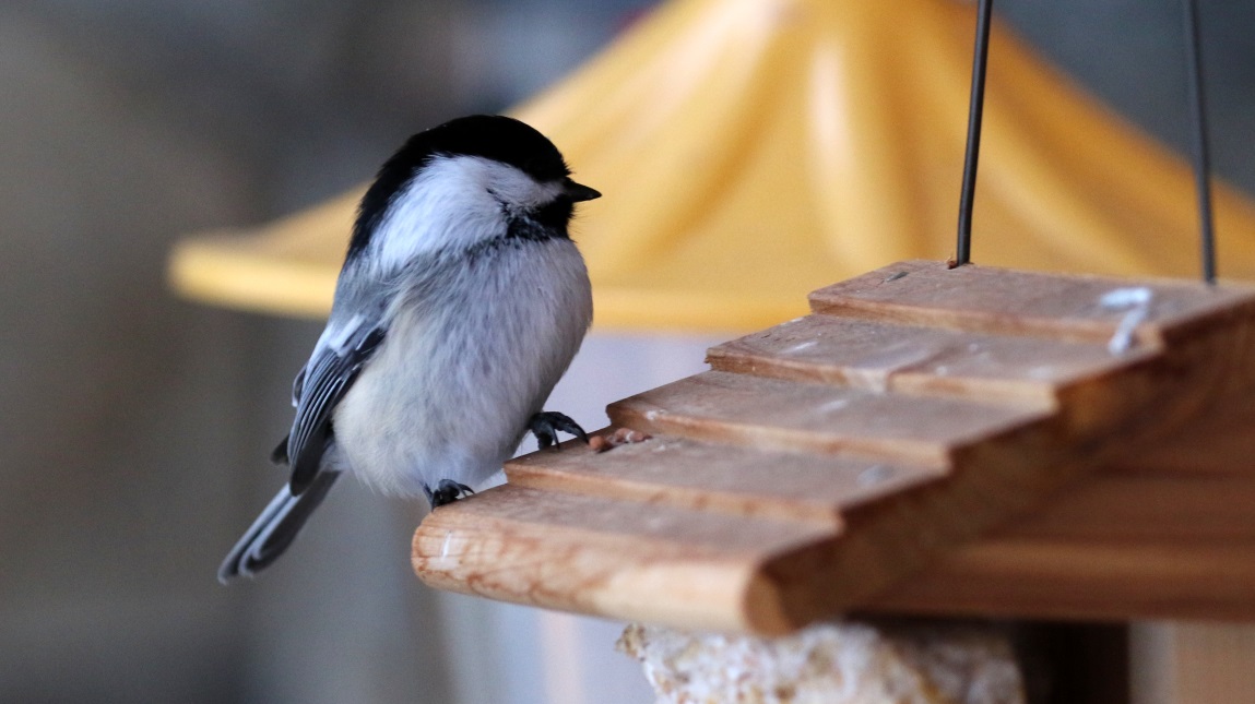 More chickadee pictures